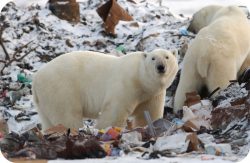 සුදු වලසුන් ඉන්න ඕන කුණු කසළ ගොඩේ&nbsp;ද?