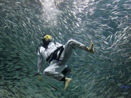 මෙතෙක් සොයාගෙන නැති සාගර සත්තු කොපමණ නම්&nbsp;ඇද්ද?