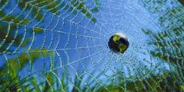 ජීවයේ අනොන්‍ය රඳා පැවැත්ම(අන්‍යෝන්‍යායත්තතාව)