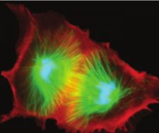 අන්ධයන්ගේ තේරවිල්ල :  ත්‍රෝමසෝම සහ සෛලීය&nbsp;ප්‍රජනනය