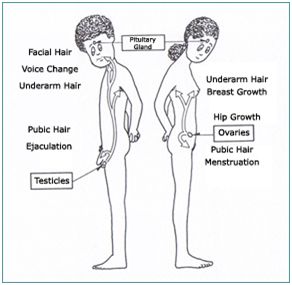 Image result for the onset of puberty