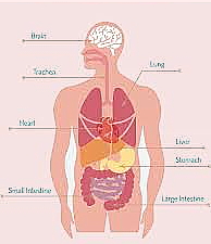 මිනිස් ජීවියා : මූලික&nbsp;කාර්යභාරයන්