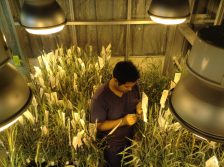 කිසිදා නොනිදන ශාක