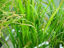 ජාන ඉංජිනේරු කි‍්‍රස්පර් තාක්ෂණයෙන් ධාන්‍ය අස්වැන්න නංවන සාර්ථක&nbsp;තැතක්