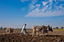 පෘථිවිය උණුසුම් වෙද්දී  ගොවීන්ට දෙයාකාරයක&nbsp;කරදර