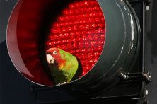 ආපදාපන්න සතුන් රැකගැනීම පිණිස නගරවලට යොමු&nbsp;කිරීම