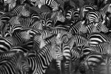 සීබ්‍රාට ඉරි තිබෙන්නේ&nbsp;ඇයි?