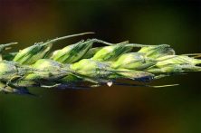 අපේ ආහාර පද්ධතියෙහි තවමත් ප්‍රමුඛත්වය උසුලන්නේ භෝග කීපයක්&nbsp;පමණයි