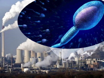 වායු දූෂණය, ශුක්‍රාණුවල ගුණාත්මකභාවය පහත&nbsp;හෙළයි