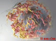 සියල්ලෙහි සුලමුල 15: මිහිපිට සංකීර්ණ ජිවය පරිණාමය වුණේ කෙසේද? II&nbsp;කොටස