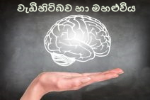 ඔබේ මොළය හඳුනාගන්න: ජීවිත කාලය තුළ ඒ ඒ අවධියේ ඔබේ&nbsp;මොළය
