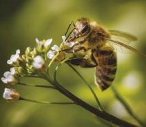 මීමැසි ගහන වැනසීයාම වැළැක්විමට&nbsp;වැක්සිනයක්