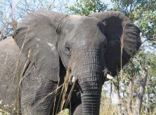 මේසා විශාල මොළයක් අලින්ට පරිණාමය වුණේ  කාලගුණ විපර්යාස නිසාවෙන්&nbsp;ද?