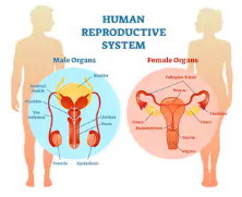 මිනිස් ප්‍රජනනය