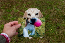 සුනඛයන්ගේ වයස මිනිස් අපගේ වයසින් මනින්නේ&nbsp;කොහොමද?