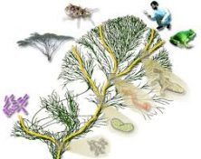 පරිණාමය ගැන හැඳින්වීමක්: වෘක්ෂය&nbsp;ගොඩනැගීම