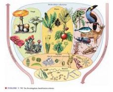 පරිණාමය ගැන හැඳින්වීමක්: පවුල් ගස සහ වංශ ප්‍රවේනි අවබෝධ&nbsp;කරගැනීම