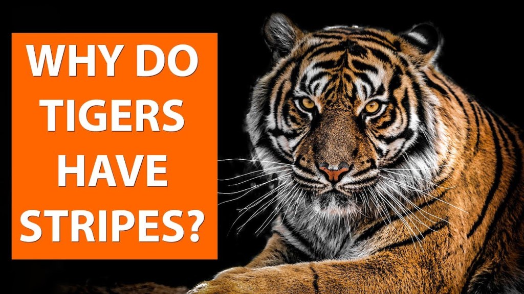 කොටින්ට පමණක්  ඉරි ඇත්තේ&nbsp;ඇයි?