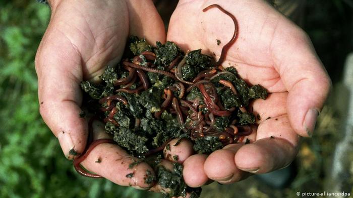 පස් සහ ආහාර&nbsp;සුරක්‍ෂිතතාවය