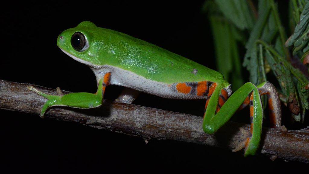 මහ පොළවේ නව විශේෂයන් සොයා ගැනීමට වෙහෙසෙන්නන්ට&nbsp;අත්වැලක්