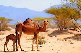 Top 50 Amazing Sahara Desert Animals - Owlcation - Education