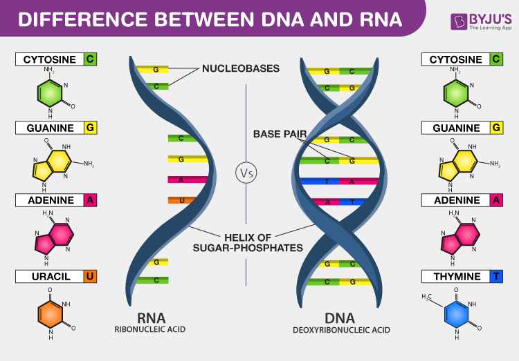 This image has an empty alt attribute; its file name is difference-between-dna-and-rna.png