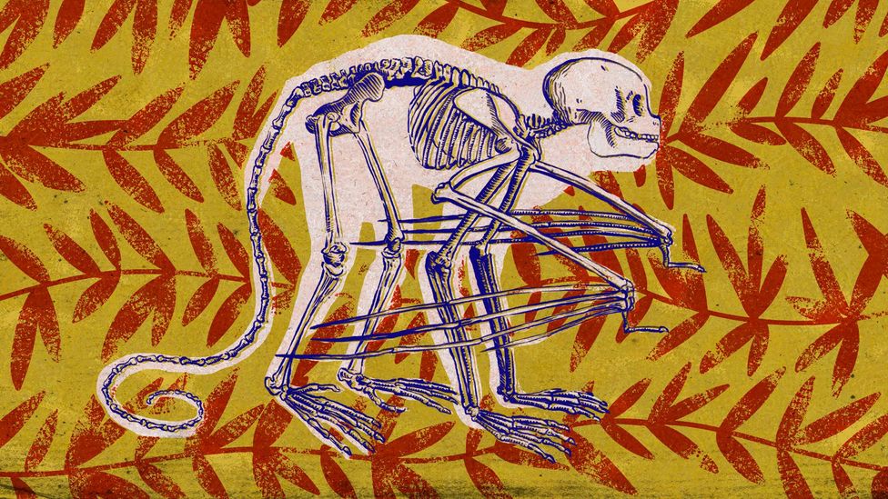 මිනිසුන් නැවත පරිණාමය වීමට&nbsp;යන්නේද?