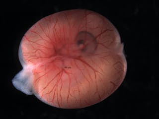 පරිණාමය, නව අවයව තනන&nbsp;හැටි!