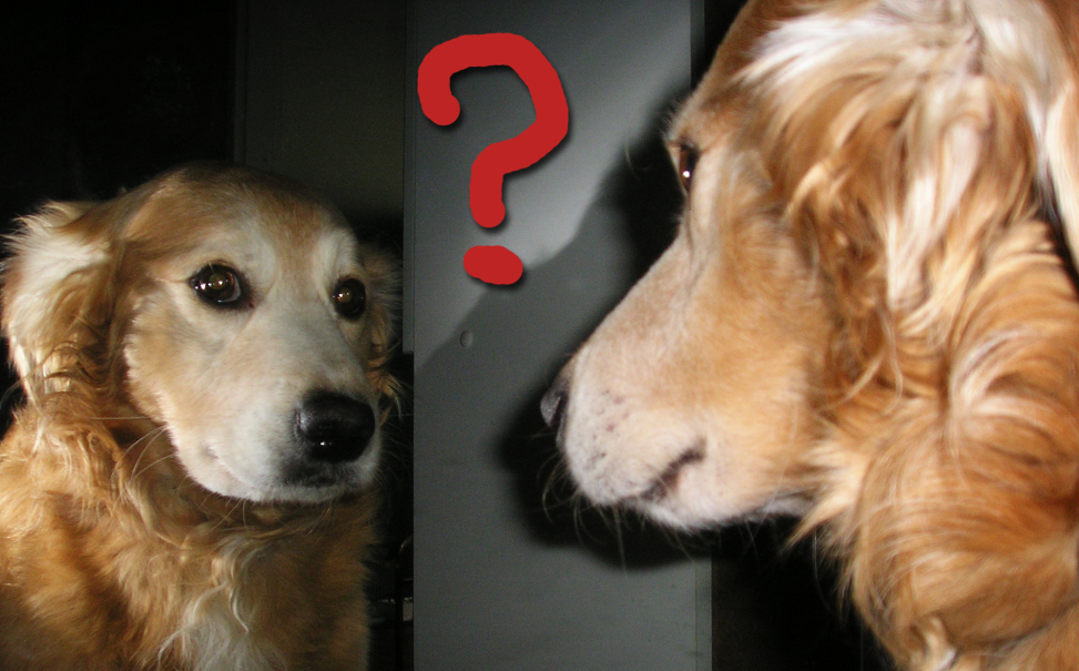 සුනඛයන්ට, ශරීරය පිළිබඳ ස්වයං දැනුවත්භාවය ඇතැයි නව පර්යේෂණයකින්&nbsp;හෙළිවෙයි