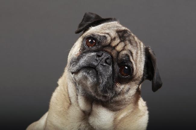 විව්ධ භාෂා වෙන්කොට හඳුනාගැනීමට සතුන් අතරින් සුනඛයන්ට ඇති&nbsp;හැකියාව