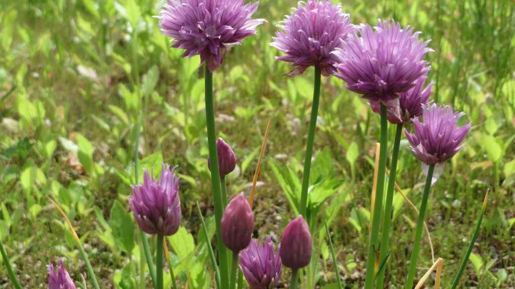 ශාක උඩ අතට වැඩෙන්නේ&nbsp;ඇයි?