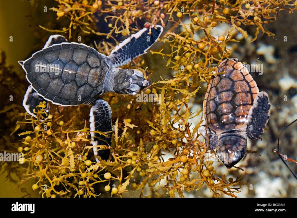පරිසර හානියක් වළක්වාලන සාධනීය&nbsp;විසදුමක්