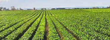 ලෝකයේ ප්‍රධාන භෝග වලින් වැඩිකොටස යොමුවන්නේ ආහාර නොවන අරමුණු&nbsp;සඳහායි