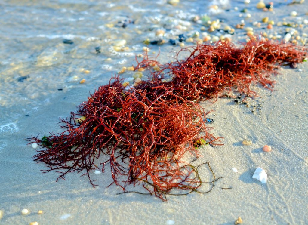 මේ ලෝකයේ සංසේචනය ආරම්භ වූයේ සාගර වාසීන්ගෙන්&nbsp;ද?