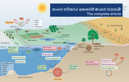සාගර පරිසරය කෙරෙහි මානව බලපෑම් –&nbsp;2