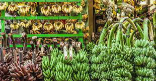 කෙසෙල් ගෙඩියේ ආදිතමයන් සෙවිමේ දී පර්යේෂකයෝ පඹගාලක පැටලෙති