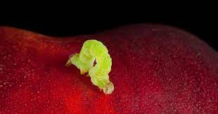 කෘෂිකාර්මික ඵලදායිතාව ඉහළ නංවන නව, විකල්ප&nbsp;පළිබෝධනාශක