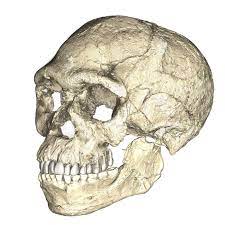 නව මානව විශේෂයක්? වසර 300,000ක් පැරණි පොසිල වටා ගෙතුණු&nbsp;අභිරහසක්