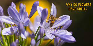 මල්වල සුවඳ ඇත්තේ&nbsp;ඇයි?