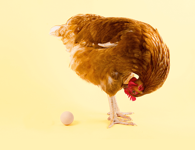 ලොව මුලින්ම පහළවුණේ කිකිළි ද? බිත්තරය&nbsp;ද?