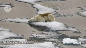 ඉදිරි දශකය තුළ ආක්ටික් ප්‍රදේශයේ අයිස්වලින් තොර ගිම්හාන කාලයක් උදාවිය හැකි බව විද්‍යාඥයෝ&nbsp;පවසති