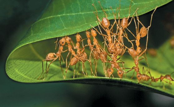 දිමියන් සිය බර මෙන් 100 ගුණයකට වඩා ඇදීමට සංකීර්ණ දිමි දම්වැල්&nbsp;සාදයි