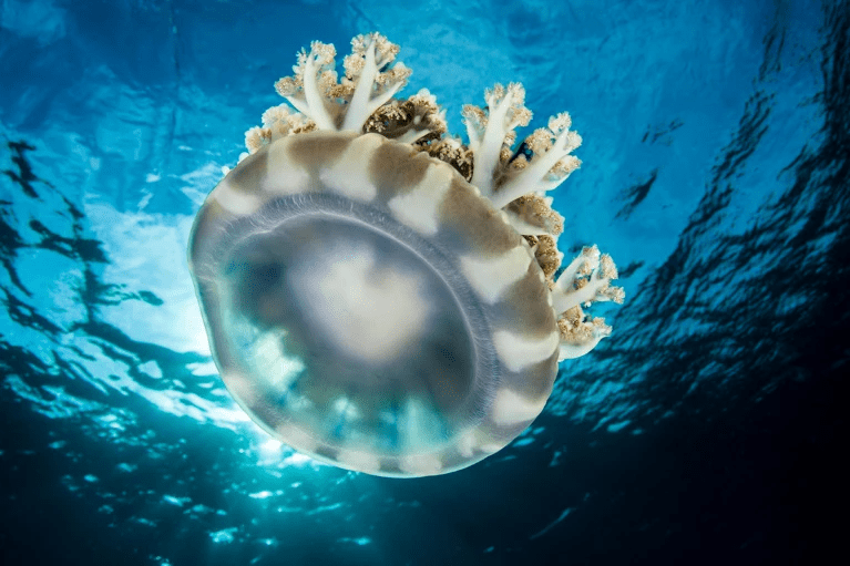 නිදාගැනීමට මොළයක් අවශ්ය නැත